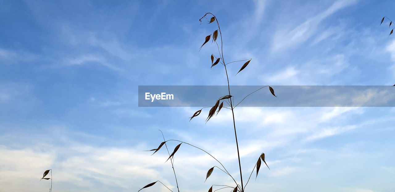 LOW ANGLE VIEW OF BIRDS FLYING AGAINST BLUE SKY