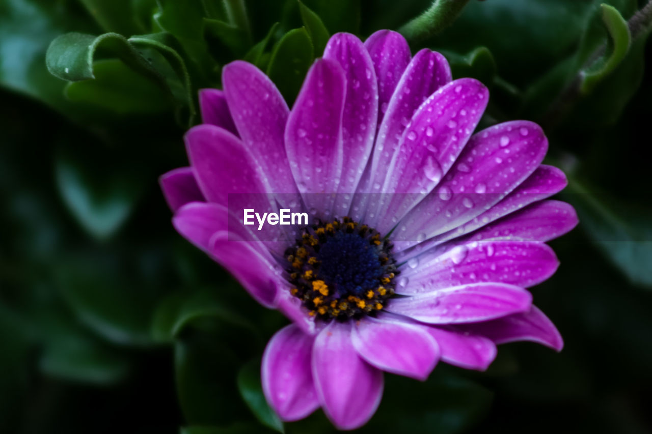 CLOSE-UP OF PINK WATER LILY