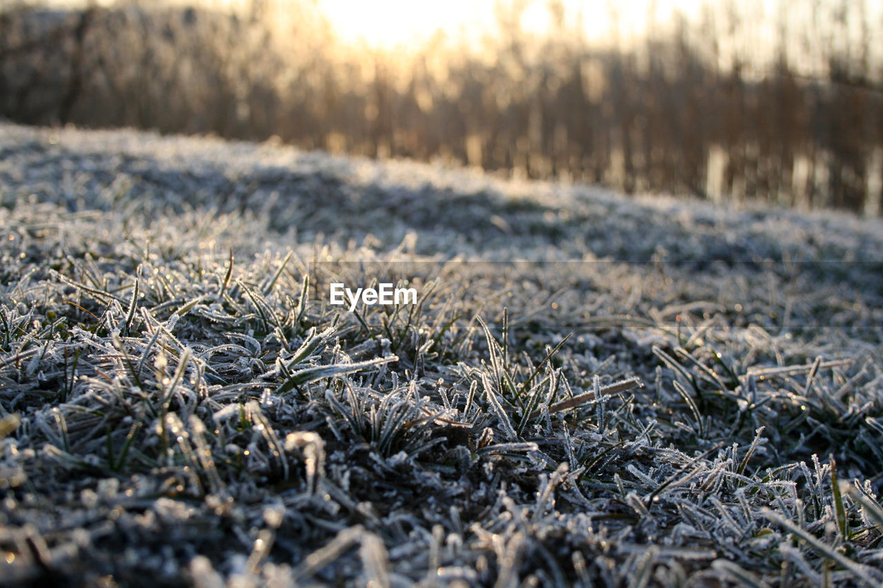 Close-up of frozen grass on land