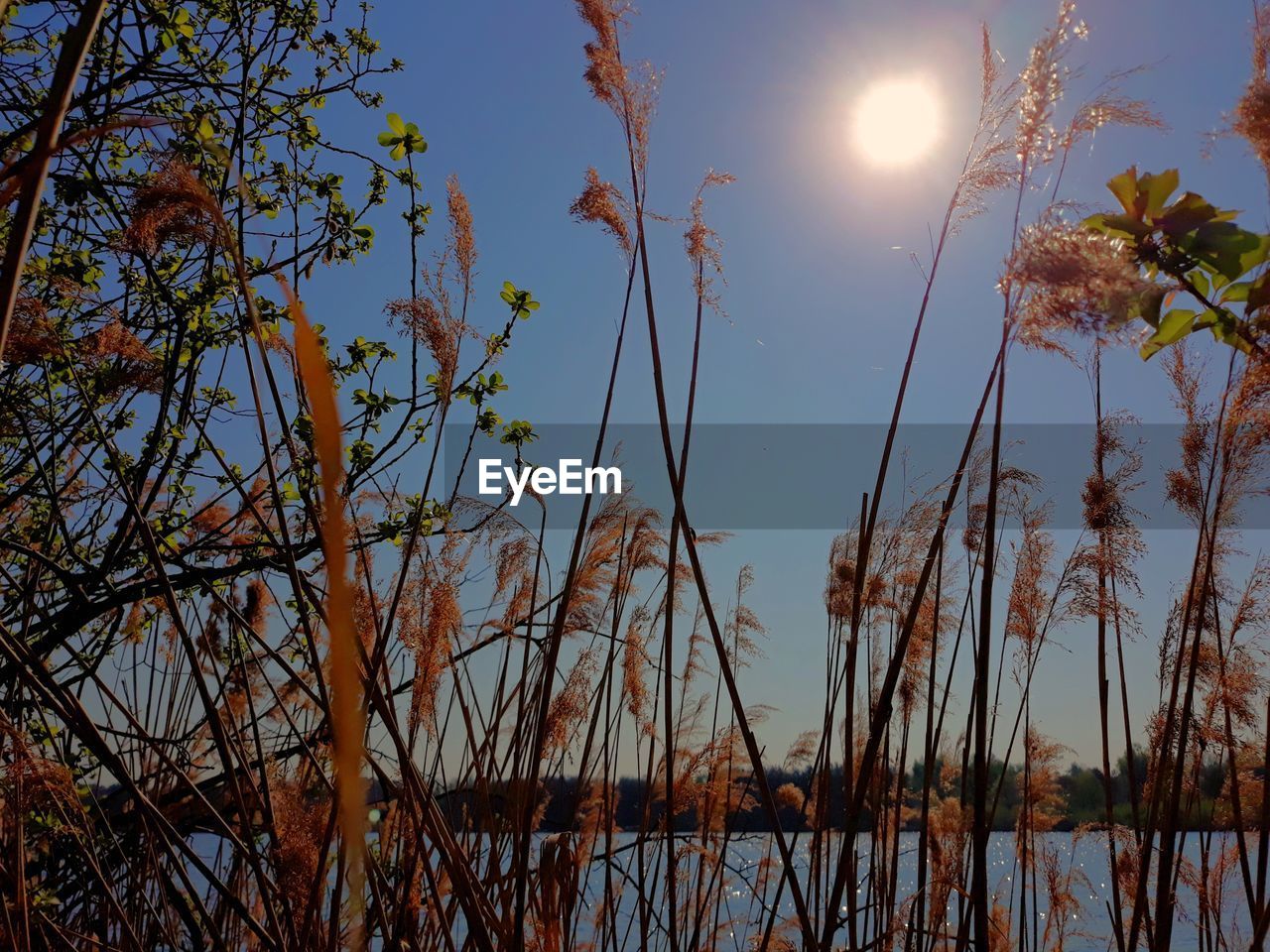 LOW ANGLE VIEW OF PLANTS AGAINST LAKE