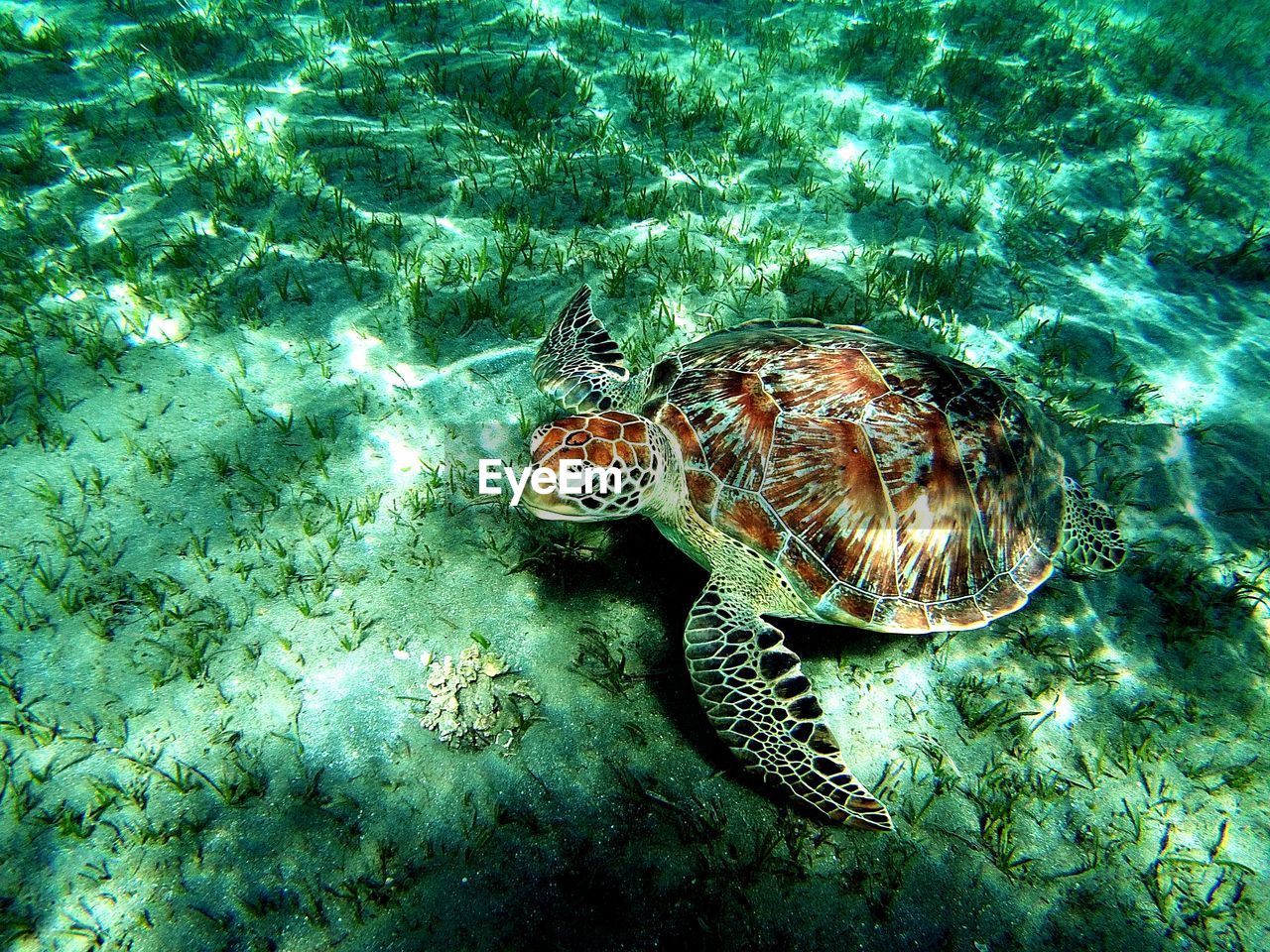 High angle view of turtle underwater