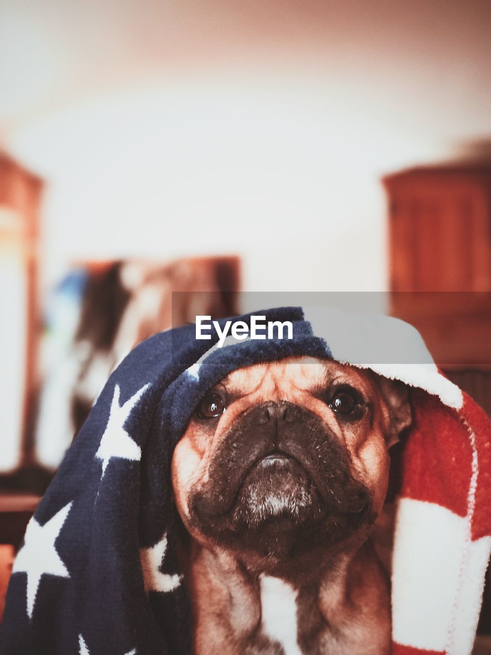 Close-up of french bulldog covered with american flag towel