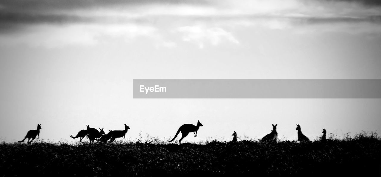 Silhouette kangaroos on field against sky