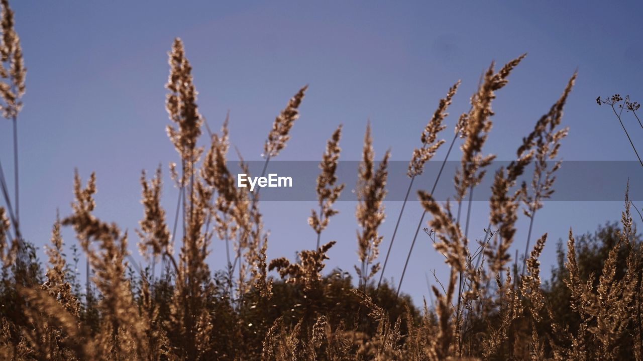CLOSE-UP OF STALKS AGAINST THE SKY