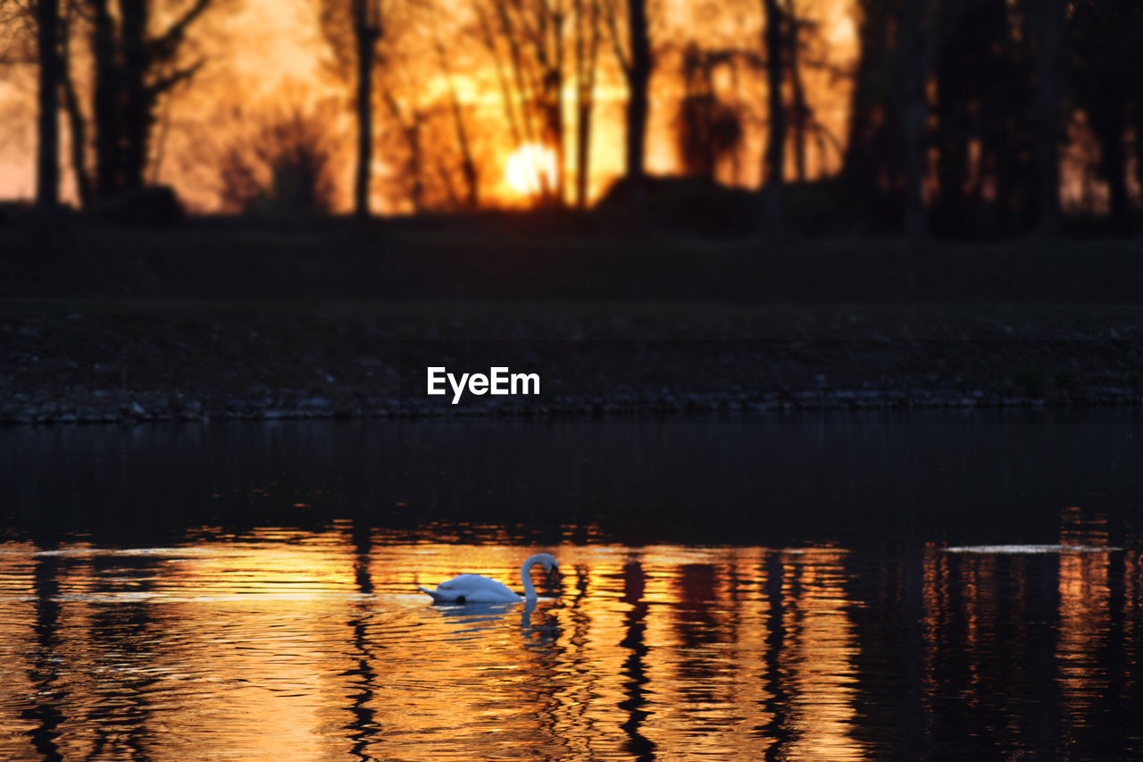 REFLECTION OF TREES IN LAKE AGAINST SUNSET SKY