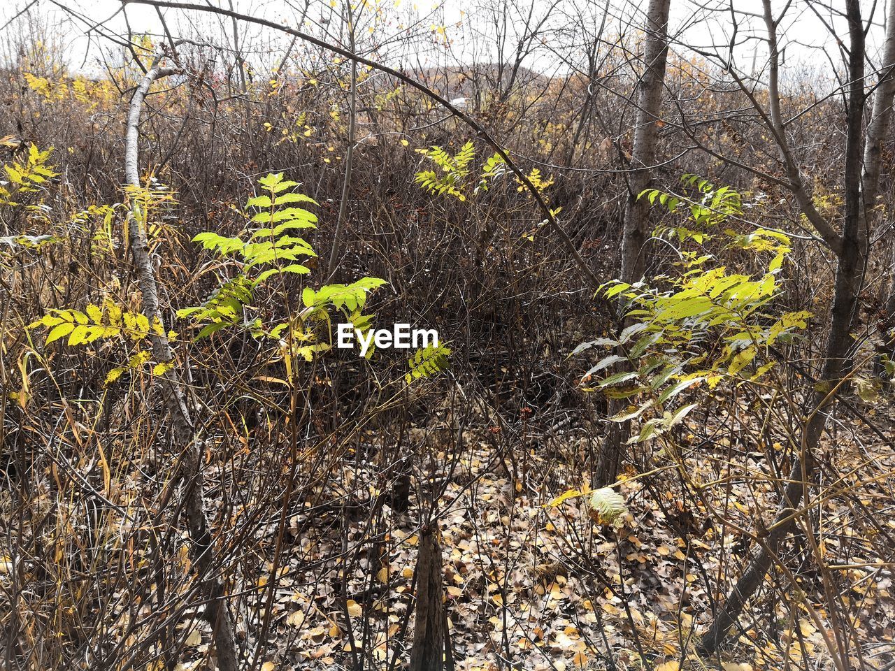 VIEW OF PLANT GROWING IN FOREST