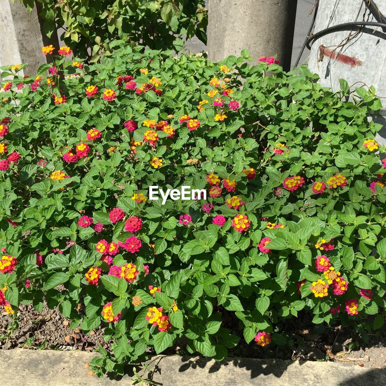 RED FLOWERS BLOOMING IN YARD