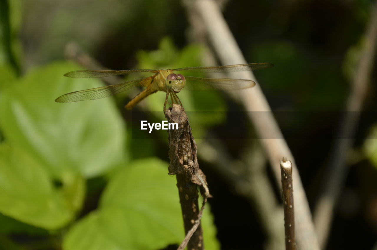 CLOSE-UP OF INSECT ON PLANT