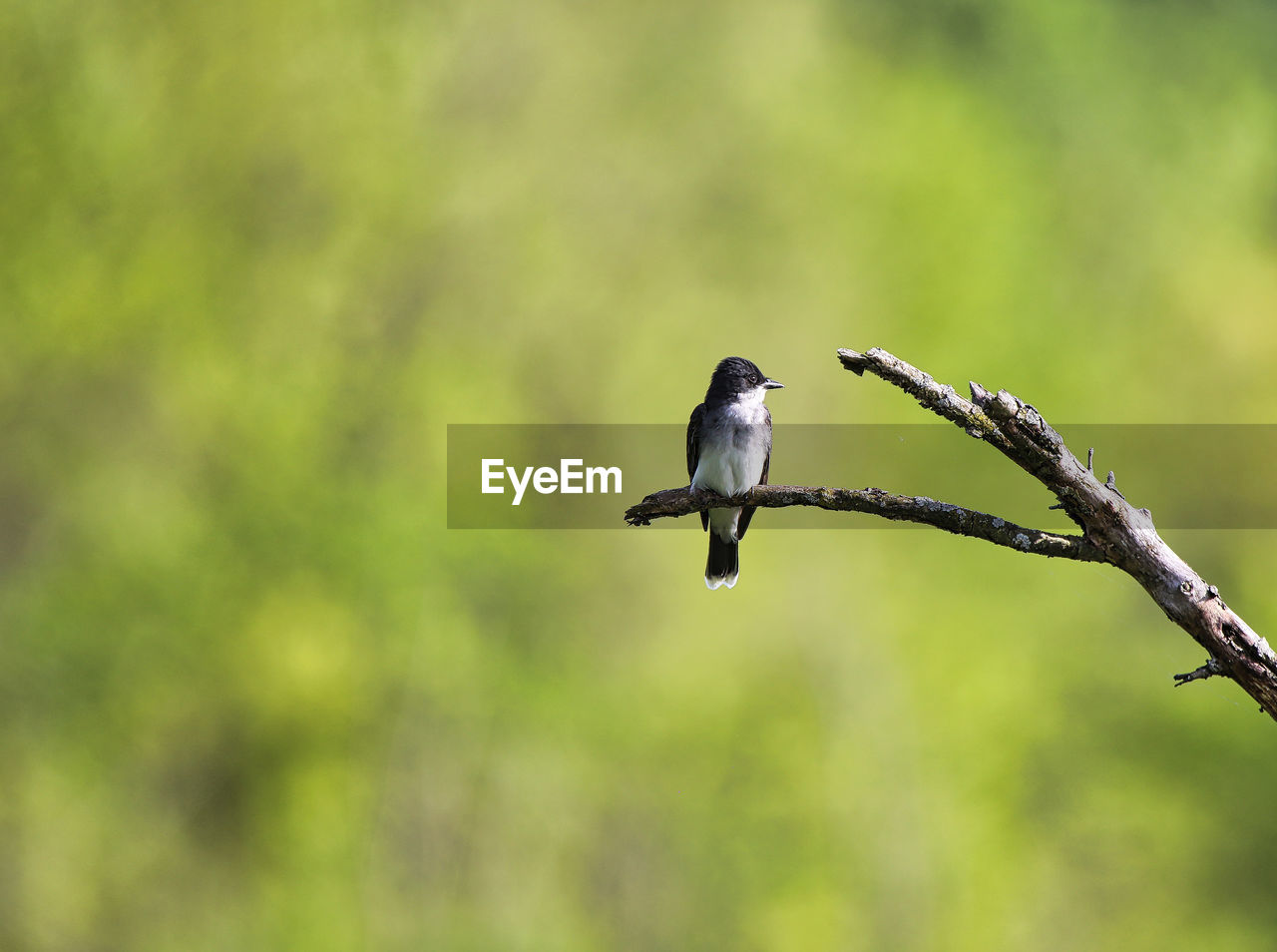 animal themes, animal, bird, animal wildlife, wildlife, one animal, branch, beak, nature, no people, green, focus on foreground, perching, outdoors, grass, animal body part, plant, close-up, full length, day, tree, beauty in nature