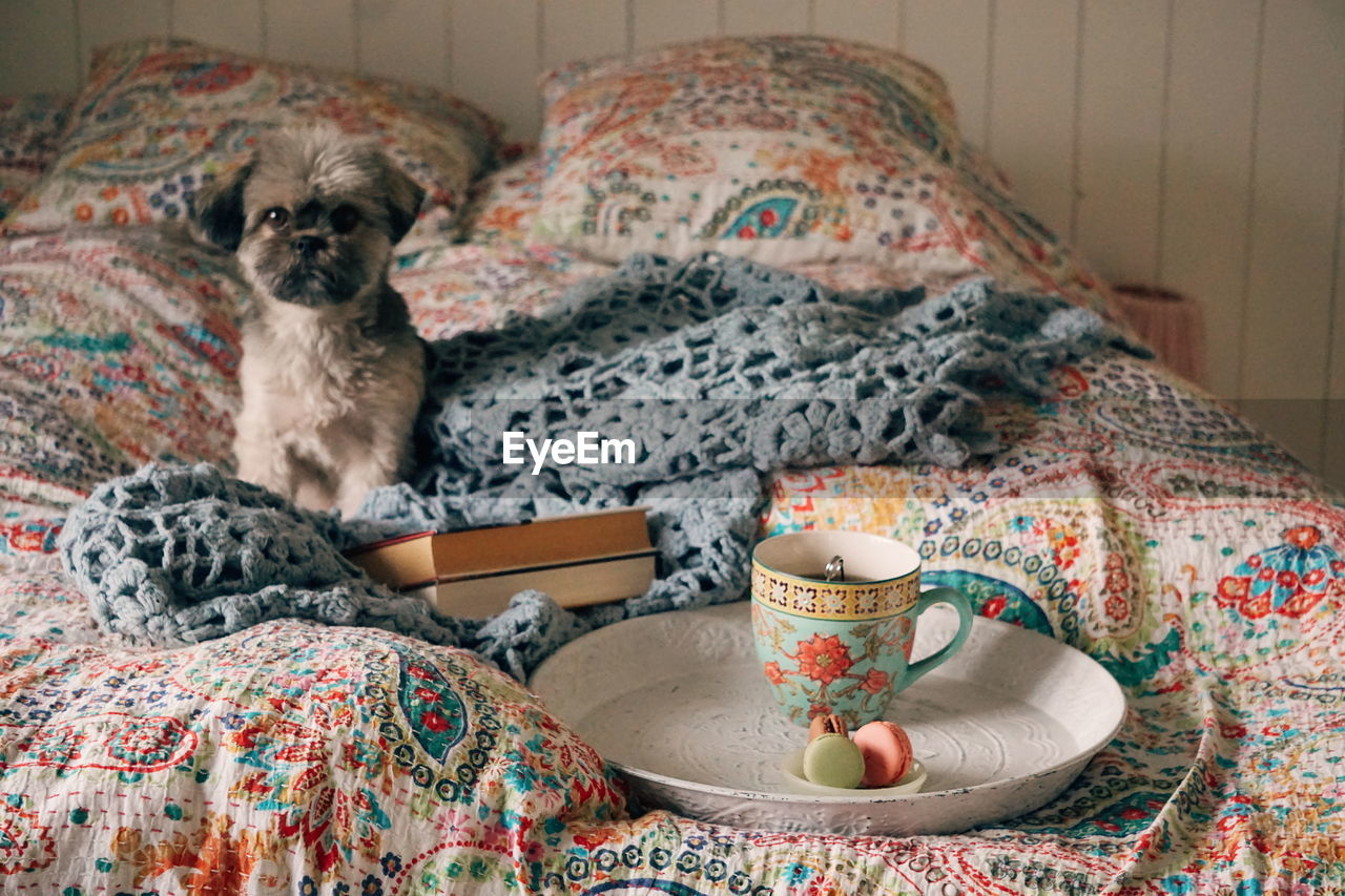 Portrait of dog with breakfast sitting on bed at home