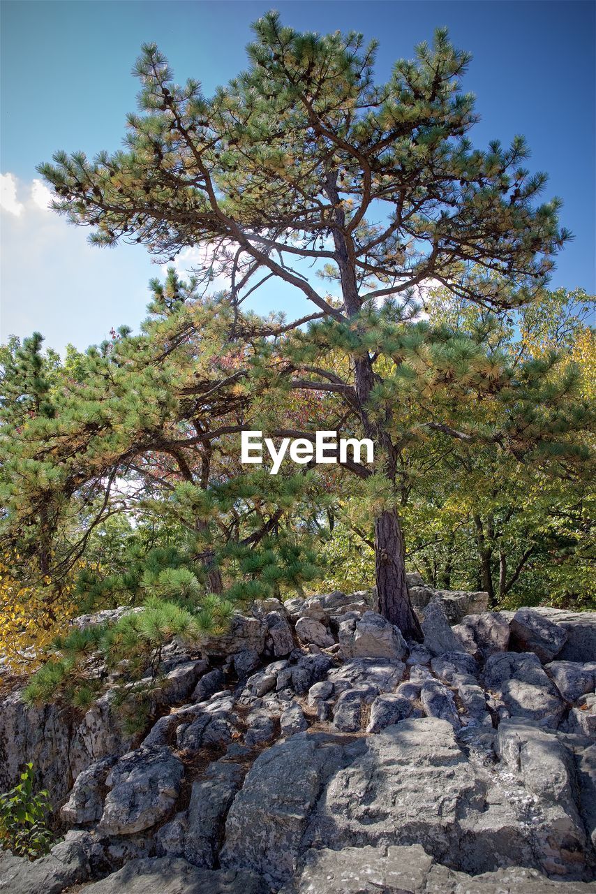 VIEW OF TREES ON LANDSCAPE