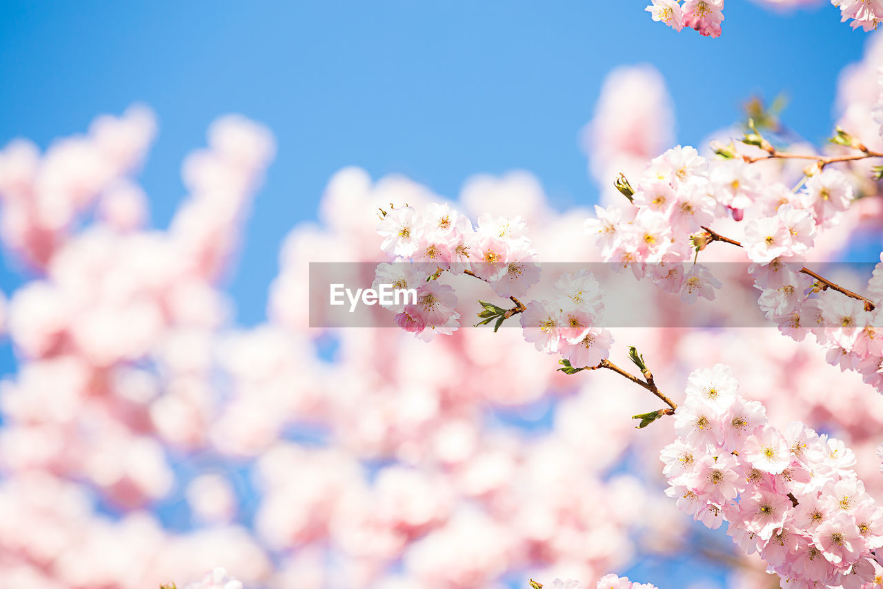 Close-up of cherry blossoms