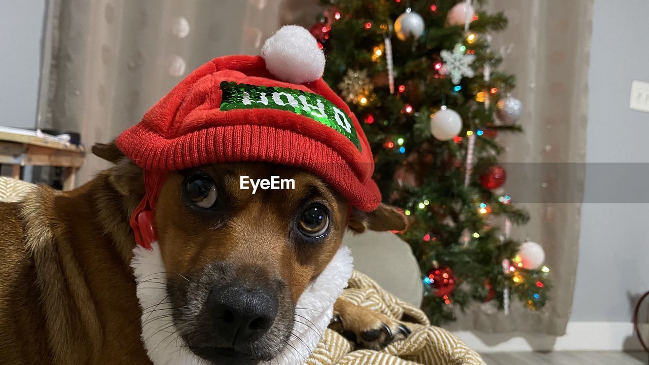 PORTRAIT OF DOG IN PARK WITH CHRISTMAS TREE