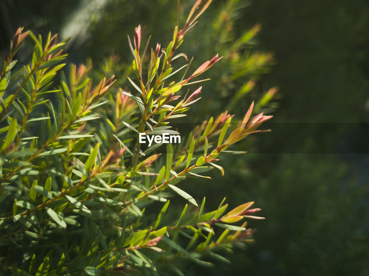 CLOSE-UP OF SUCCULENT PLANT