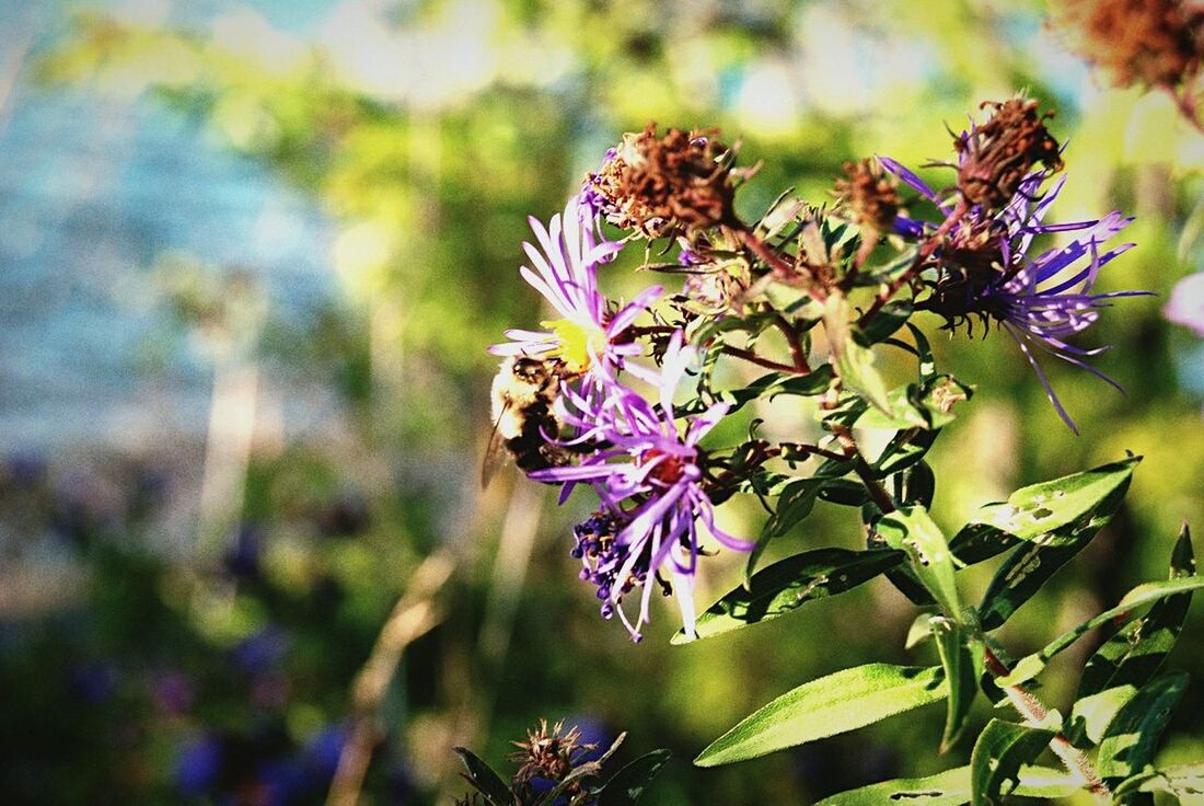 CLOSE-UP OF PURPLE FLOWERS