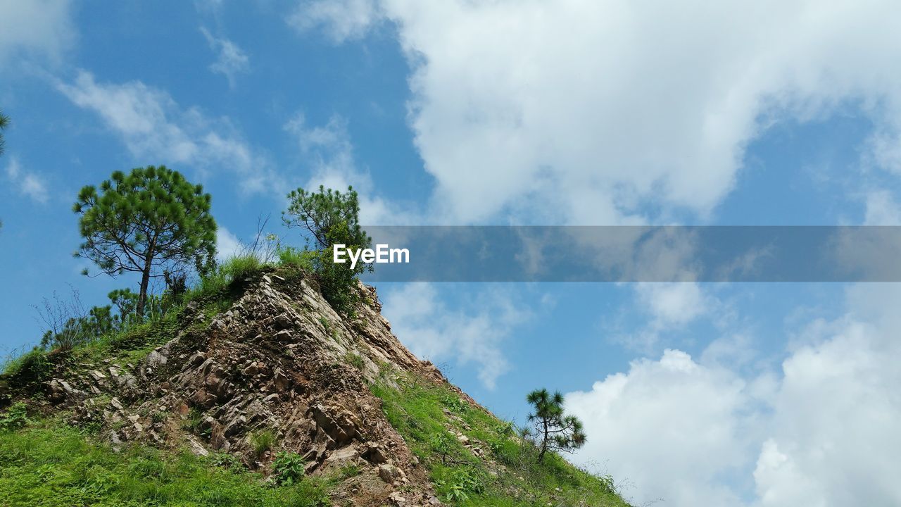 Scenic view of tree against sky