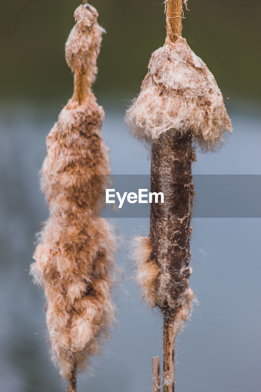 Close-up of dead plant hanging on rope