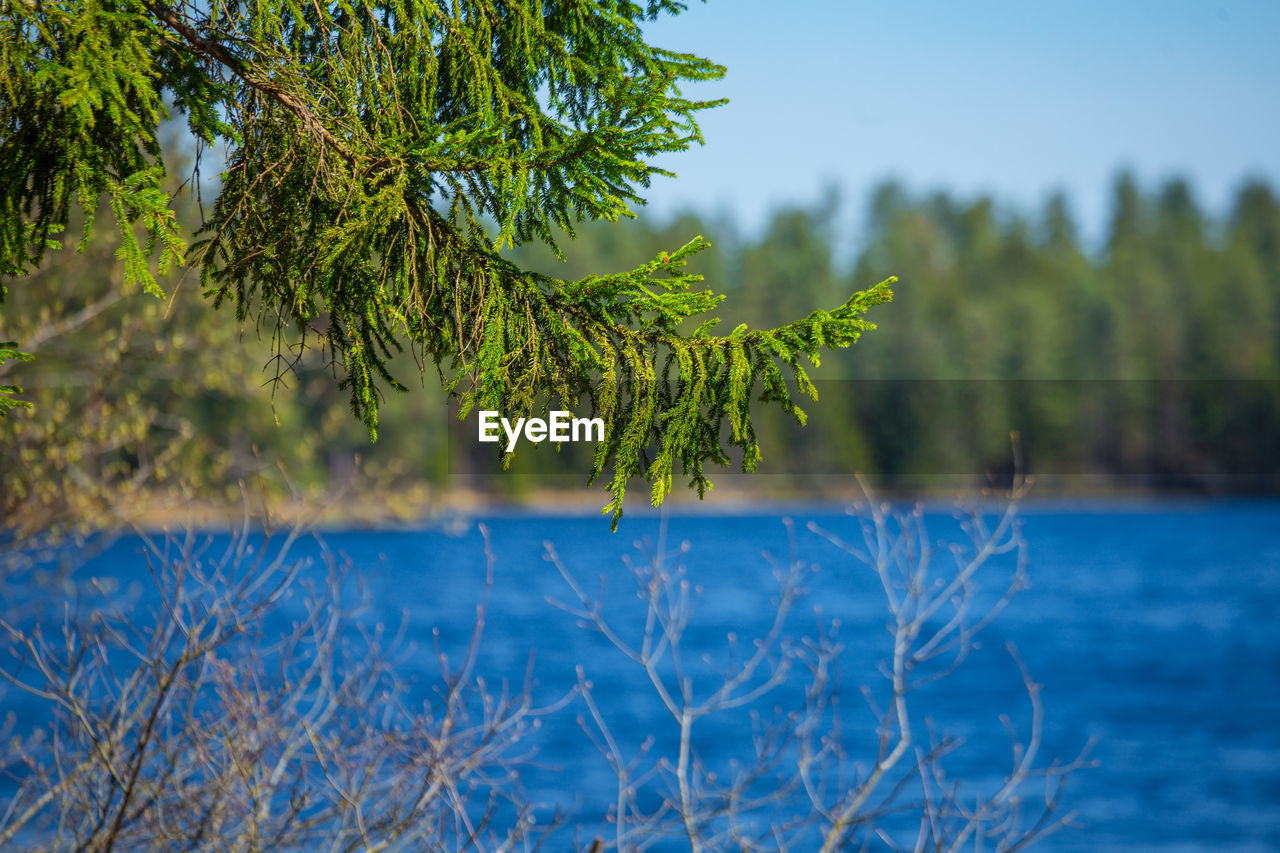 A beautiful spring landscape of forest lake. seasonal scenery of northern europe.