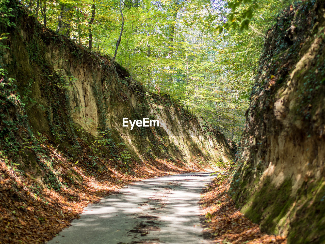 Road amidst trees in forest