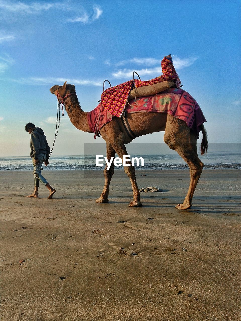 Man with camel walking on shore at beach against sky