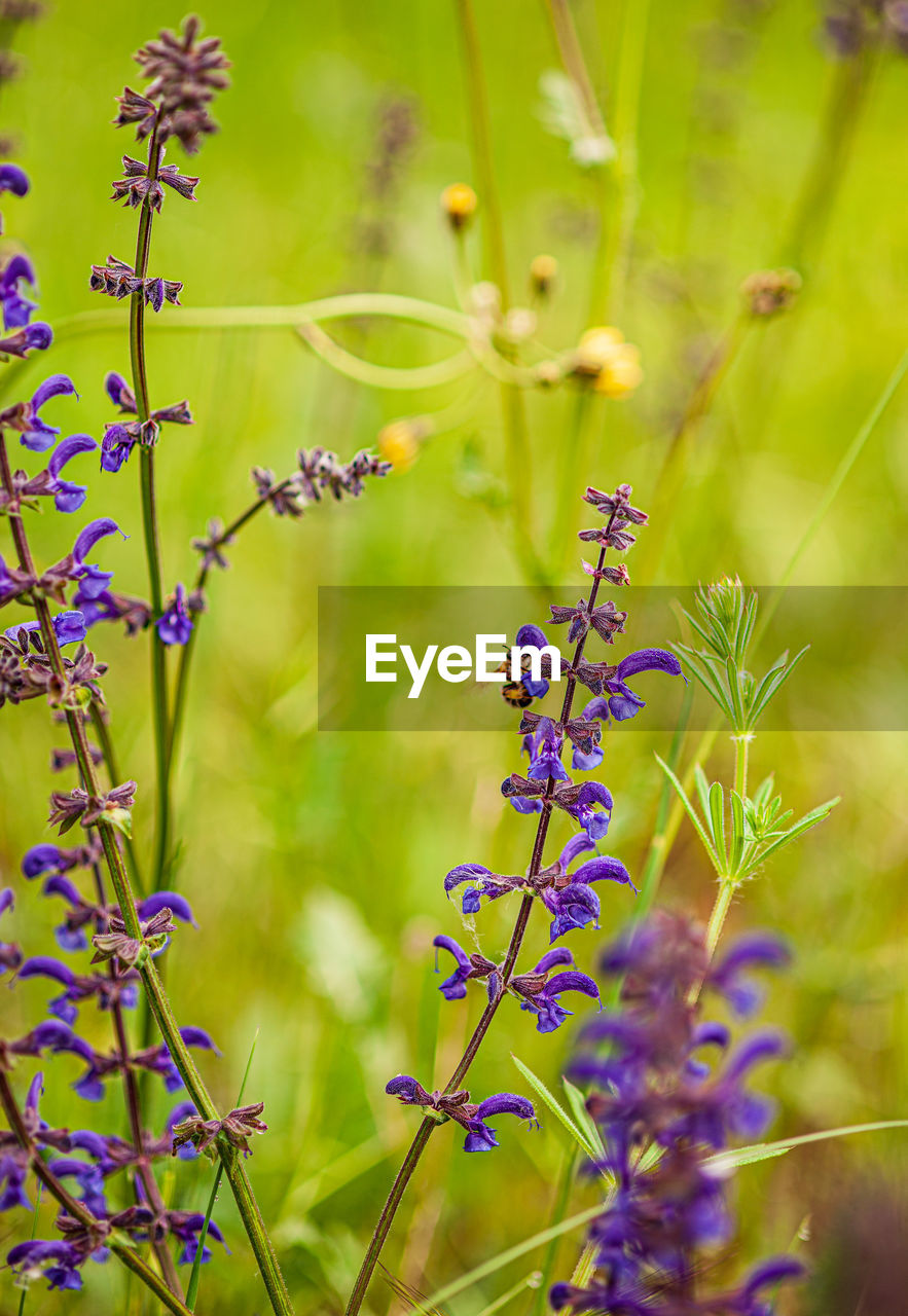 Close-up of purple flowering plant on field