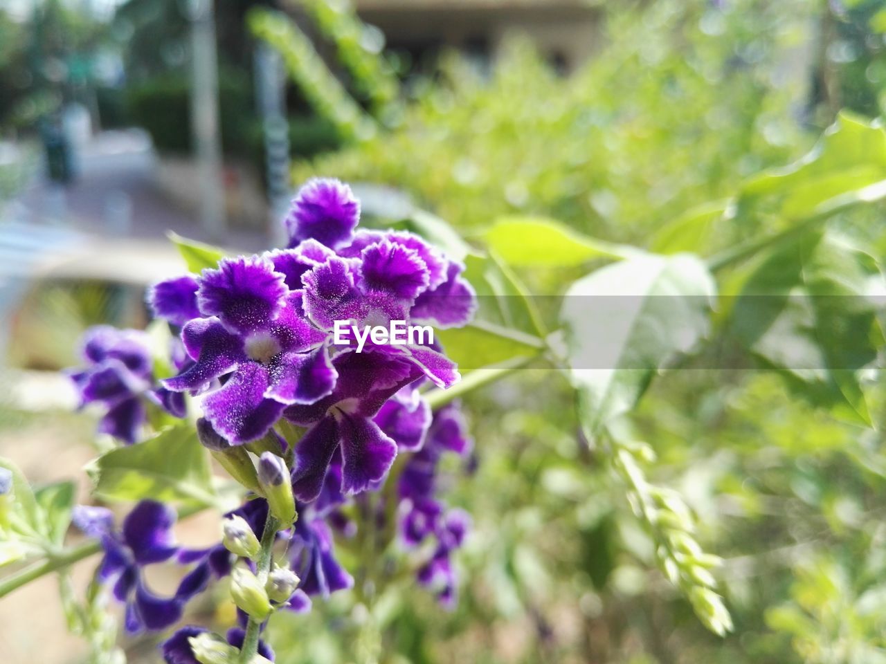 CLOSE-UP OF PURPLE FLOWERS