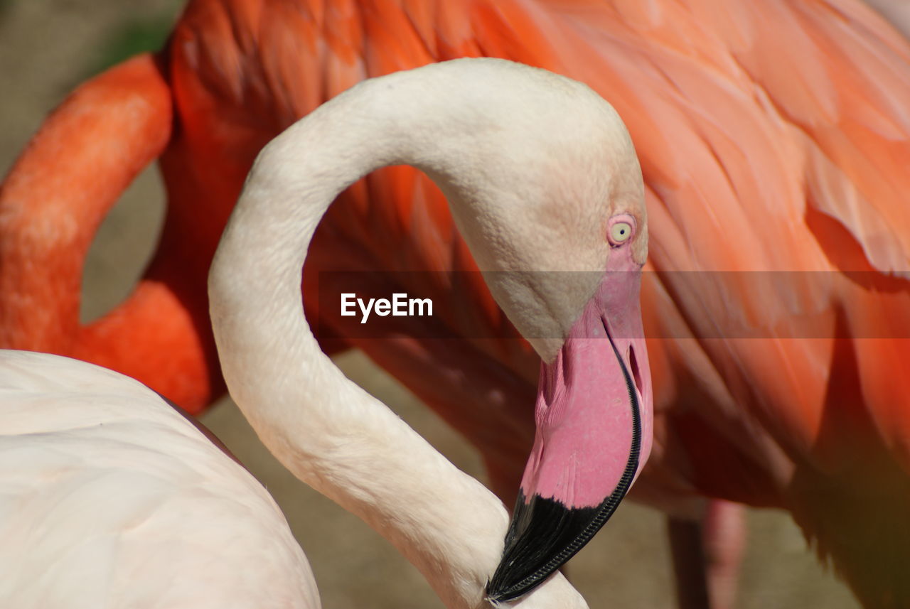 Beige pink flamingo close-up