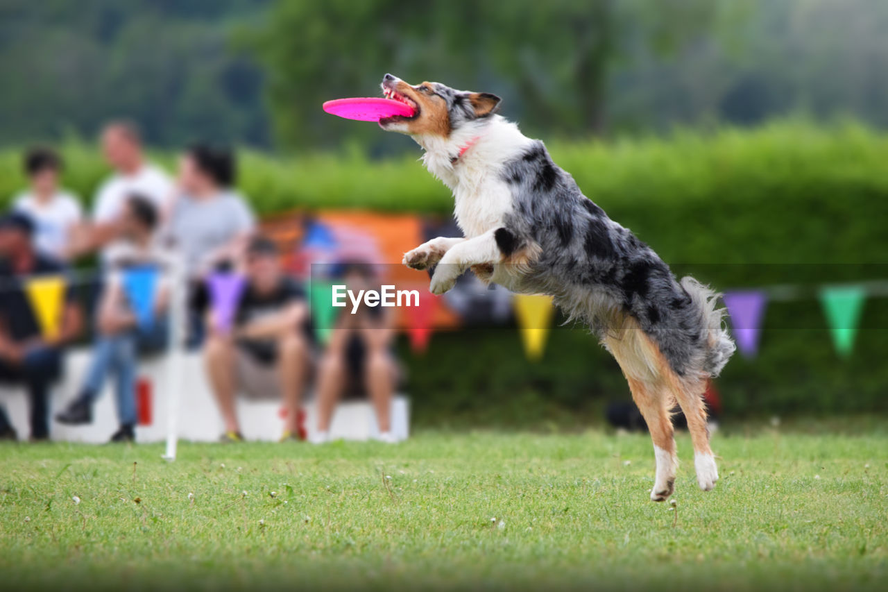 Dog catching frisbee