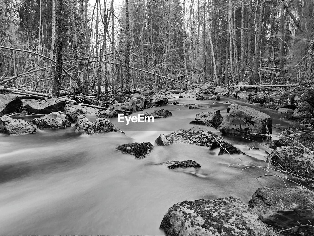 tree, forest, plant, land, water, nature, black and white, beauty in nature, tranquility, scenics - nature, stream, monochrome photography, woodland, monochrome, wilderness, no people, trunk, tree trunk, non-urban scene, tranquil scene, day, river, environment, natural environment, winter, outdoors, snow, landscape, growth, idyllic, rock