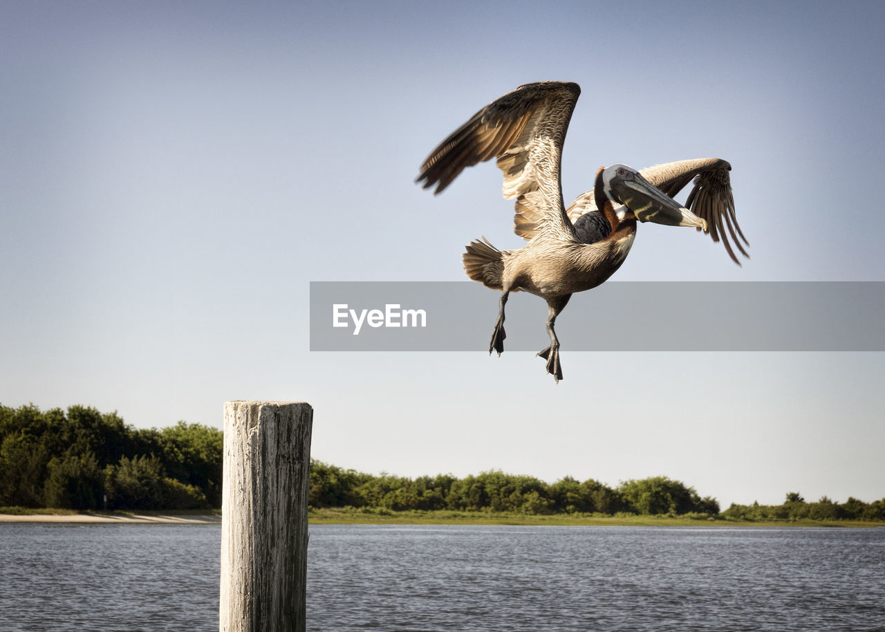 Bird flying over lake against clear sky