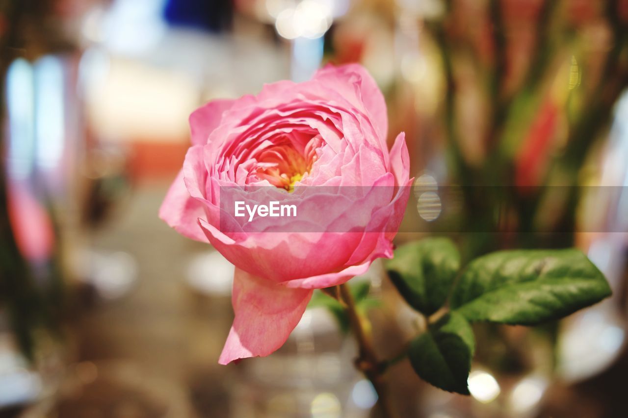 Close-up of pink rose