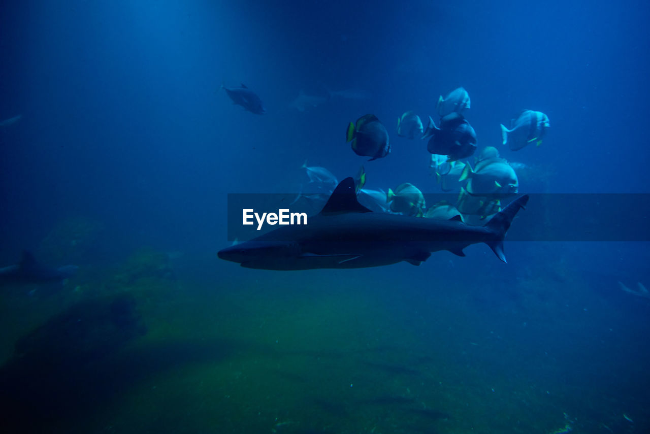 Shart and other sea fishes in aquarium, sea life