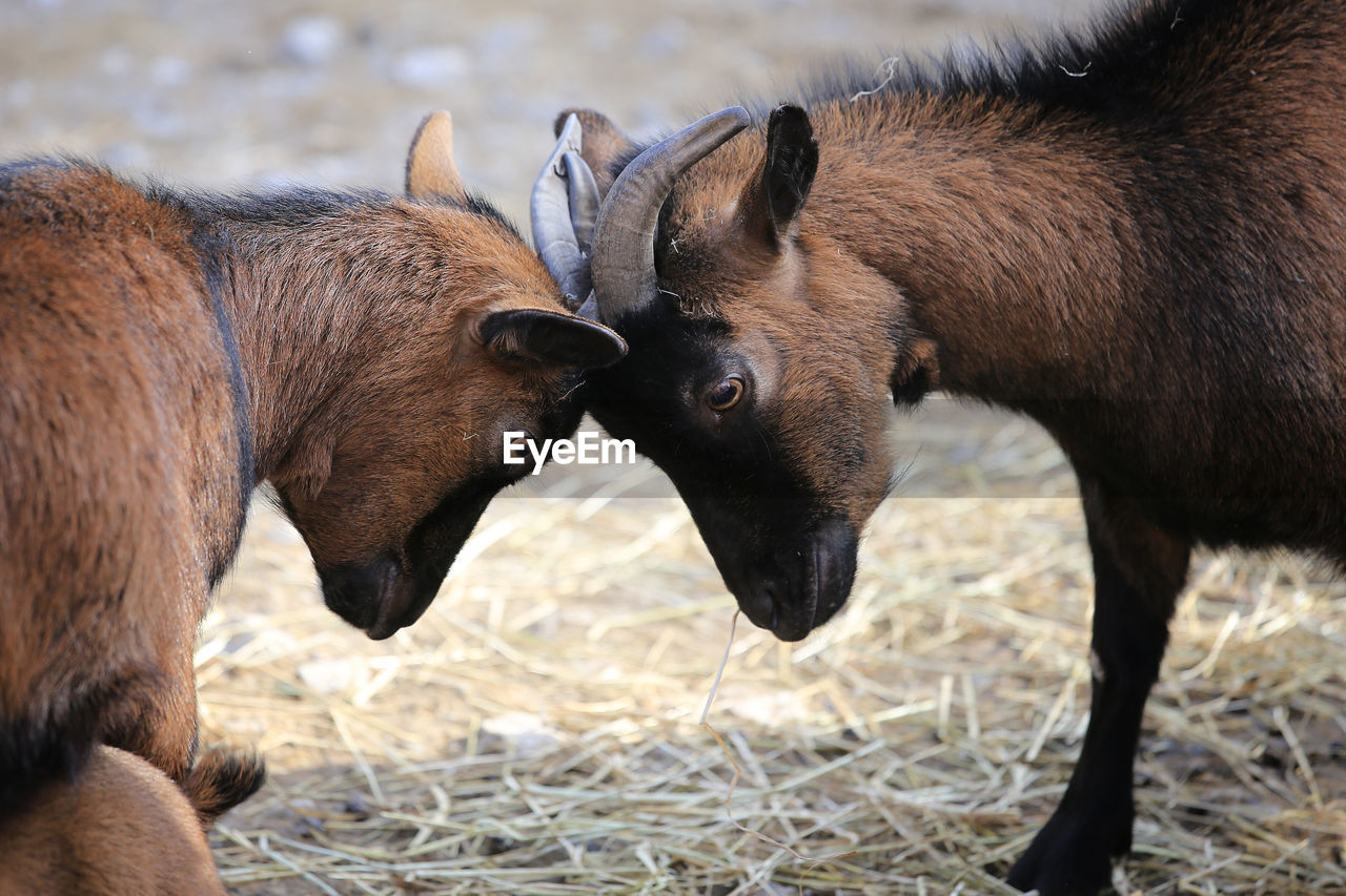 CLOSE-UP OF HORSES IN FIELD