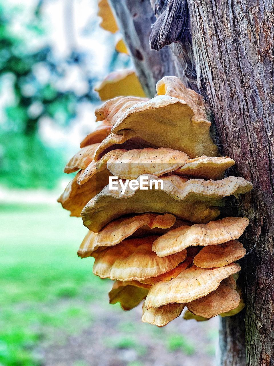 CLOSE-UP OF MUSHROOM ON TREE TRUNK