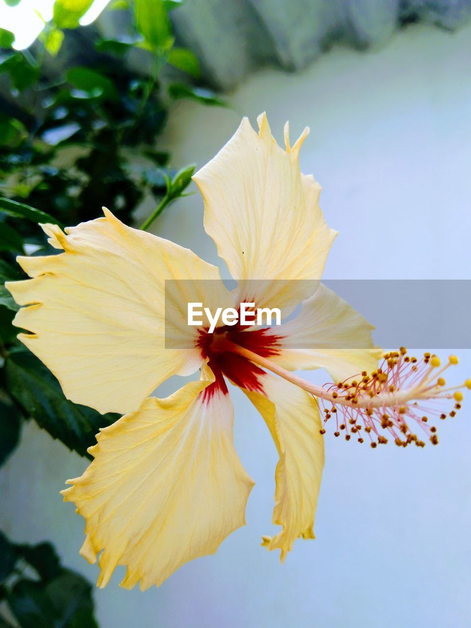 CLOSE-UP OF YELLOW HIBISCUS FLOWER BLOOMING OUTDOORS