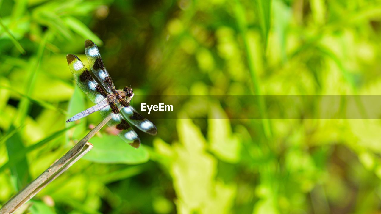 DRAGONFLY ON PLANT