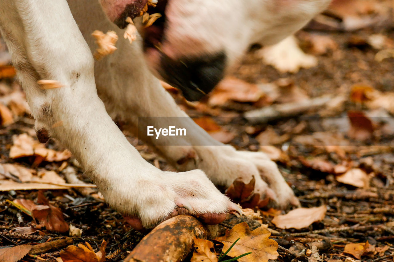 CLOSE-UP OF DOG ON FIELD DURING AUTUMN