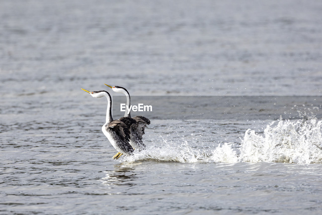 Close-up of bird in lake