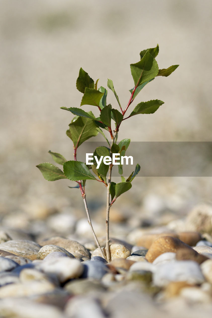 Black poplar sapling on the gravel bar