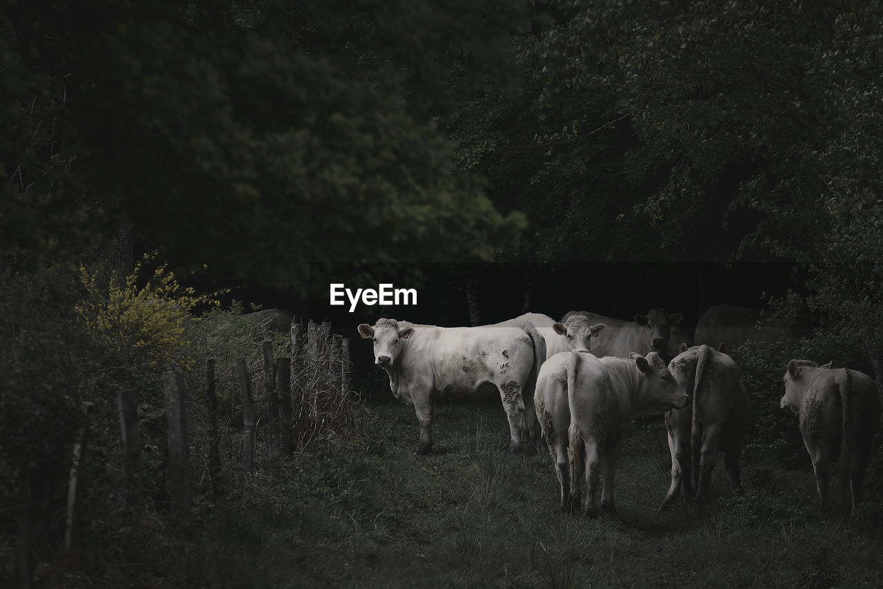 COWS GRAZING IN FIELD