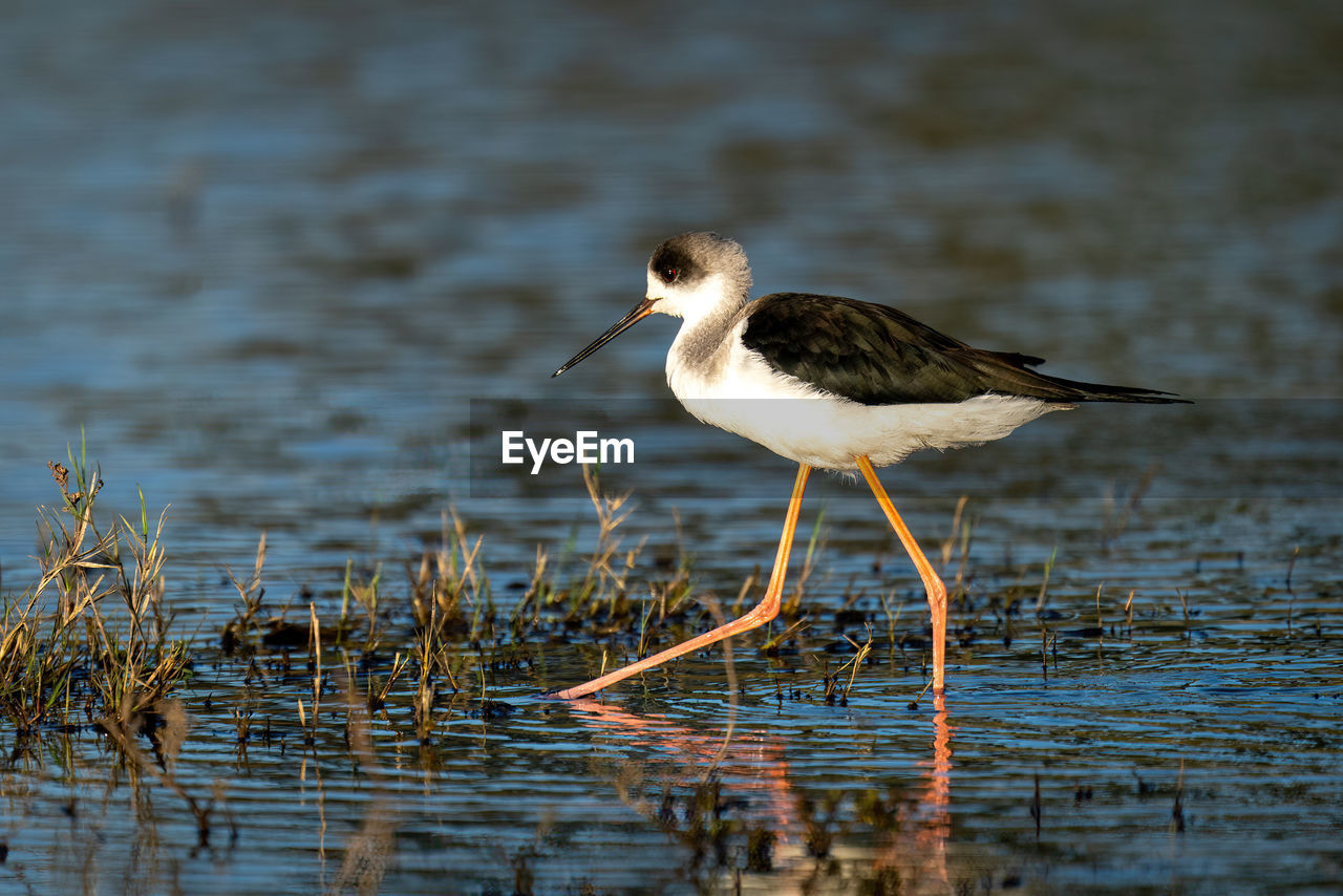 Black-winged stilt wades past grass in shallows