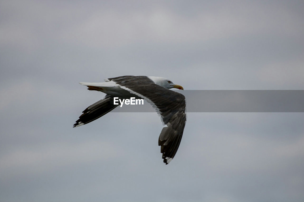 Low angle view of bird flying against sky