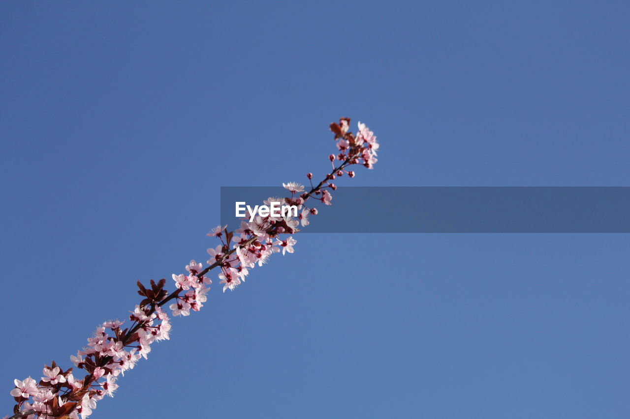 Close up of blooming tree with pink flowers in spring