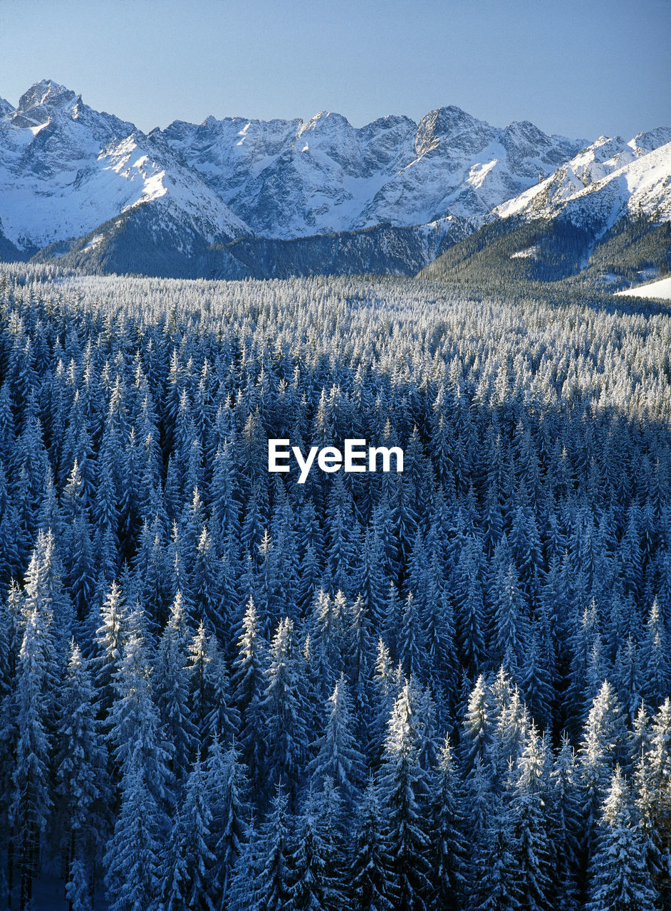 High angle view of forest against mountains in winter