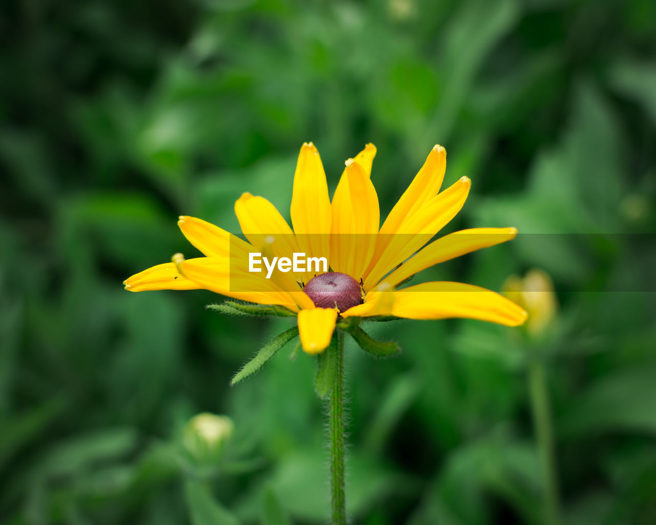 Close-up of yellow flower