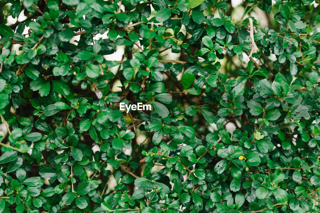 Full frame shot of ivy growing on field