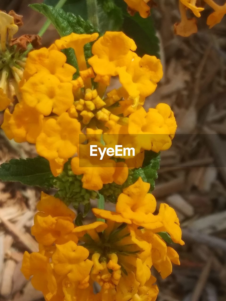 CLOSE-UP OF YELLOW FLOWER