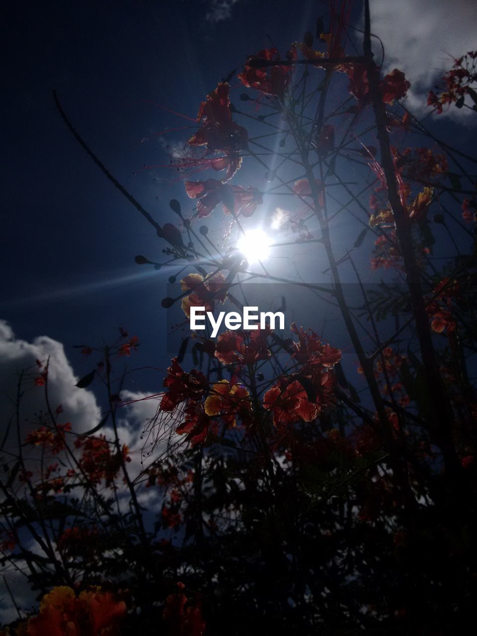 LOW ANGLE VIEW OF TREES AGAINST SKY