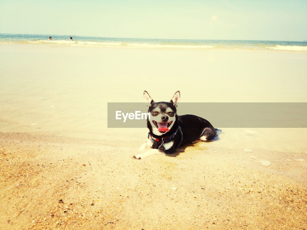 Dog on beach