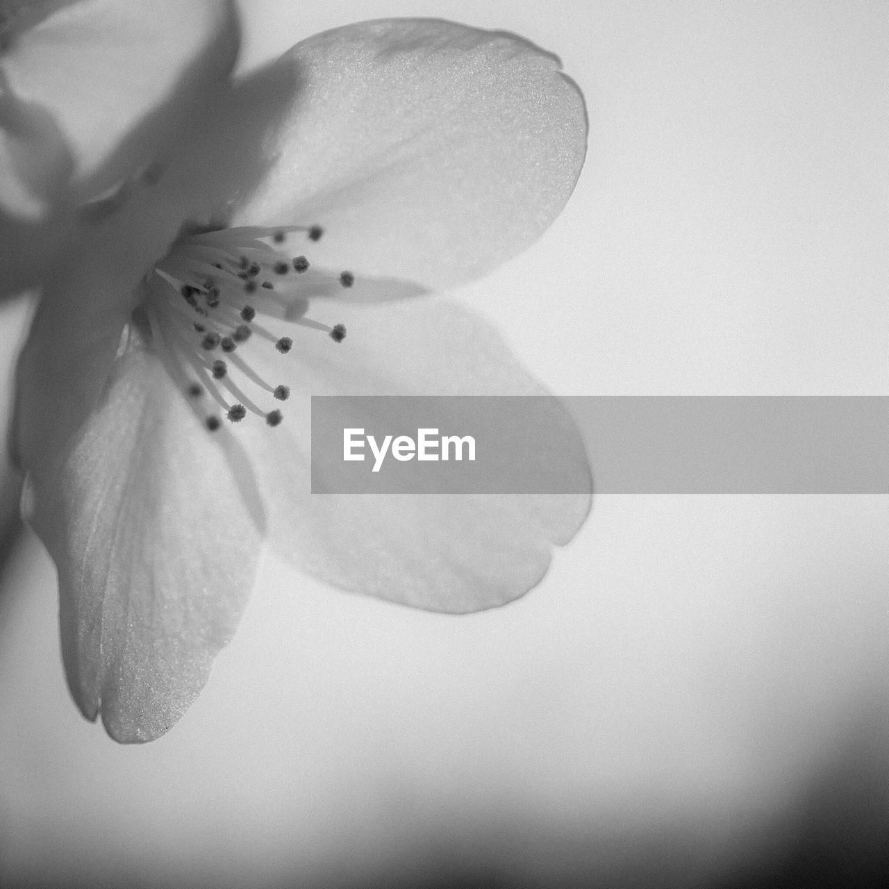 Close-up of cherry blossom blooming against sky